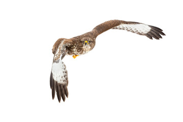 Common buzzard, buteo buteo, flying in the air isolated on white background. Magnificent bird of prey in flight approaching in the air from front view cut out on blank.