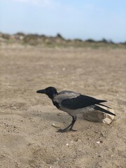 crow on the beach