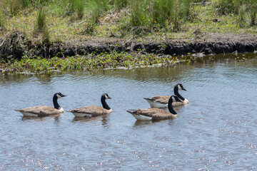 Four Canadian Geese swimming from left to right on a waterway in a preserve in N C. A beautiful horizonal photograph with blue water with the geese about 1/3 up from bottom green grass background