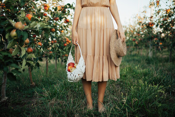 Woman in dress holding white basket with ripe red organic apples in orchard or on farm on a fall day. Cropped shot. Close-up of legs.