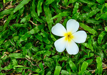 White plumeria on green grass