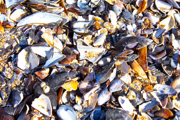 closeup sea shells background texture
