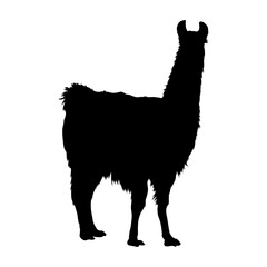 Standing Llama (Lama Glama) On a Side View Silhouette Found In Map Of South America. Good To Use For Element Print Book, Animal Book and Animal Content