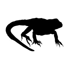 Walking Lizard (Lacertilia) On a Side View Silhouette Found In Map Of  Warmer Climates Around The World. Good To Use For Element Print Book, Animal Book and Animal Content