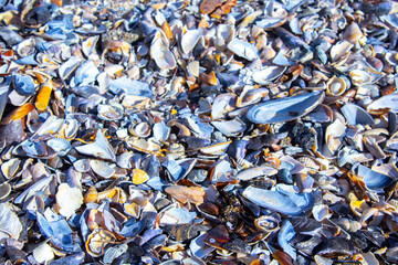 closeup sea shells background texture