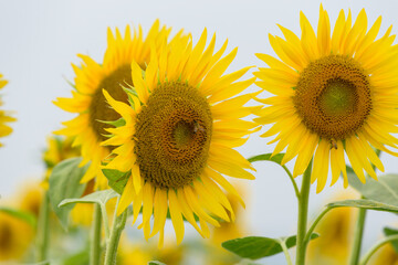 Sunflower blossom close up and honey bees