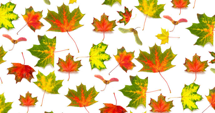 Pattern autumn background multicolored dry falling leaves