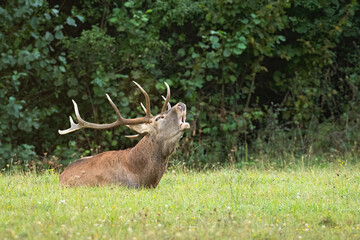 Majestic red deer, cervus elaphus, lying on the ground and roaring on meadow in autumn nature. Magnificent stag calling on field in fall. Wild antlered mammal lying on ground.