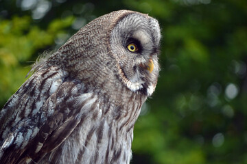 Hibou