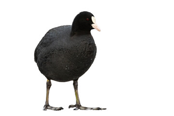 Small eurasian coot, fulica atra, standing in nature isolated on white background. Little black bird with white beak cut out on blank. Wild feathered animal with copy space.