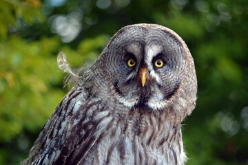 Hibou