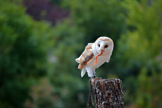 Hulotte 이미지 찾아보기 125 스톡 사진, 벡터 및 비디오 Adobe Stock