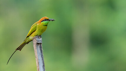 Green Bee-Eater perching on bamboo stick with an insect in its beak