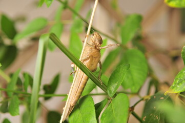Grashopper on rose bush