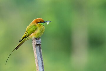 Green Bee-Eater perching on bamboo stick with white feather on its beak