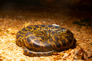 closeup, python, big snake reptile 