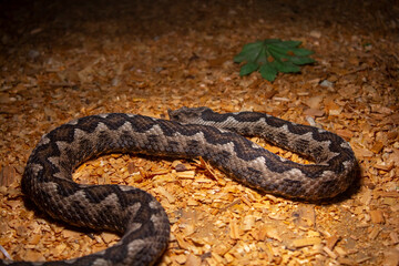 brown viper snake on sand