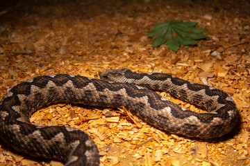 brown viper snake on sand