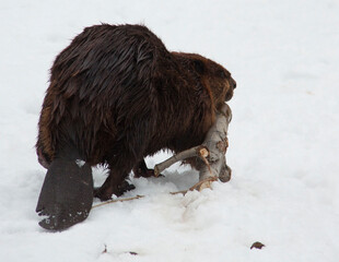 Beaver with branch in snow