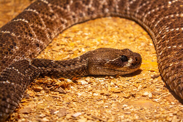 brown viper snake on sand