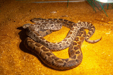 brown viper snake on sand