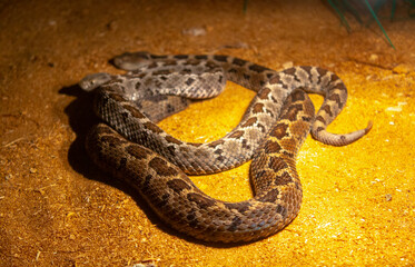 Fototapeta premium brown viper snake on sand