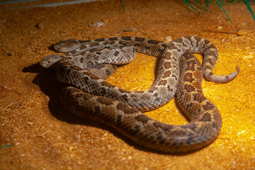 brown viper snake on sand