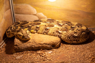 brown viper snake on sand