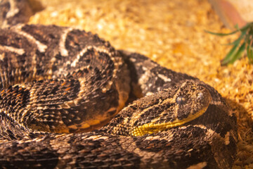 brown viper snake on sand