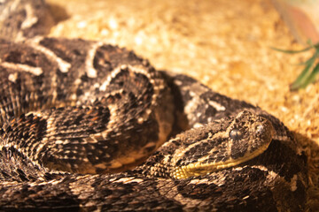 brown viper snake on sand