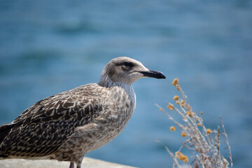 Mouette