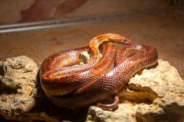 closeup, red snake reptile, nature