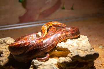 Fototapeta premium closeup, red snake reptile, nature