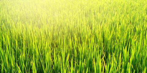 Rice plants and green grains at farm in the morning atmosphere. Beautiful morning in farm and fog for background texture.