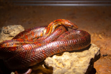 closeup, red snake reptile, nature