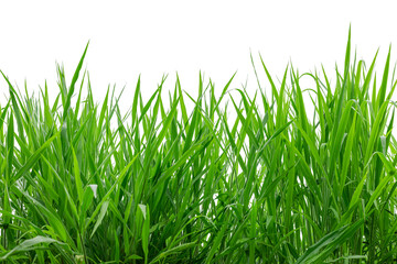 Green grass isolated on white background