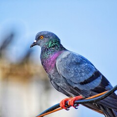 pigeon on a branch