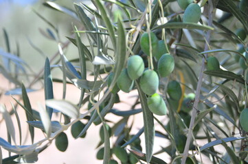 Olives ripening in September on trees near Granada, Andalusia, Spain
