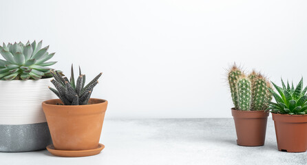 Various succulents in different pots on stone table indoor. Plant transplantation. Concept of indoor garden home. Horizontal banner