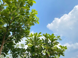 Obraz premium green leaves against blue sky
