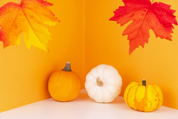 White and orange heirloom pumpkins on orange backdrop. Halloween background. Space for text. Autumn red maple leaves. Sales flat lay. Thanksgiving holiday template with empty space