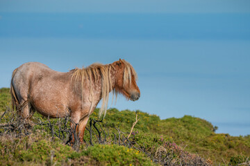  Carneddau pony, late summer in the Snowdonia national park
