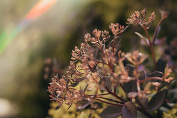close up of a flower