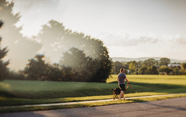 man walking dogs