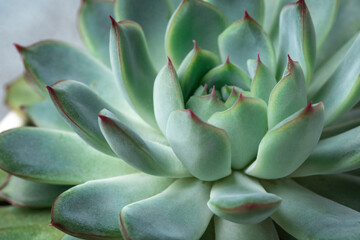 Natural background. Close up green echeveria succulent