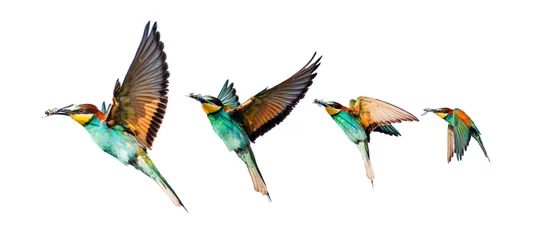 Tuinposter Vlinders set van prachtige kleurrijke vogels geïsoleerd op wit
