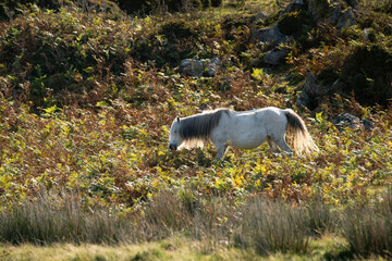 Carneddau pony, late summer in the Snowdonia national park