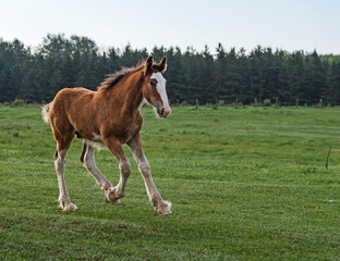 foal playing on the meadow