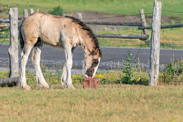foal in the field licking a salt stone