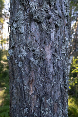 Pine trunk with moss on the bark, against the background of the forest on a sunny day. 